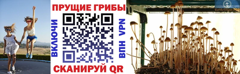 Галлюциногенные грибы Psilocybe Северск